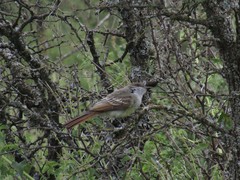 Myiarchus swainsoni