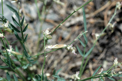 Astragalus tenellus