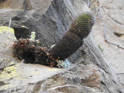 Mammillaria polythele