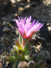 Trichodiadema marlothii