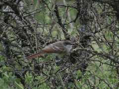 Myiarchus swainsoni