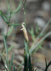 Astragalus tenellus
