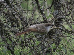 Myiarchus swainsoni