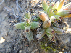 Trichodiadema marlothii