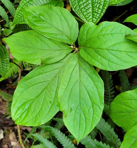 Dioscorea pentaphylla