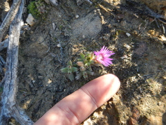 Trichodiadema marlothii