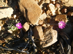 Trichodiadema marlothii