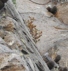 Mammillaria polythele