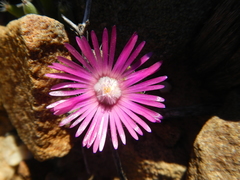 Trichodiadema marlothii