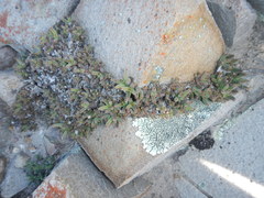 Trichodiadema marlothii