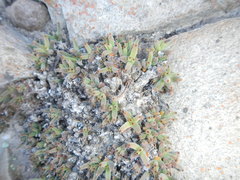 Trichodiadema marlothii