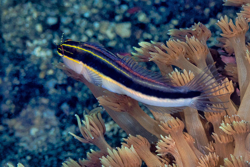 Linear blenny (Ecsenius lineatus) — Blenniidae — 3
