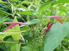 Dianthera secunda