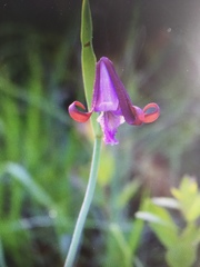 Cleistesiopsis