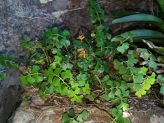 Asplenium aethiopicum