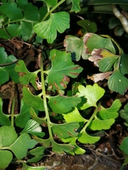 Asplenium aethiopicum