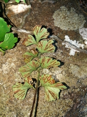 Asplenium aethiopicum
