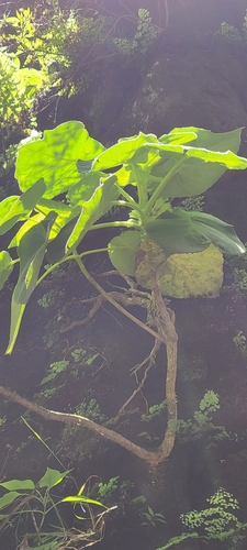 Cyrtandra wawrae observed 2023-08-13