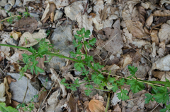 Silphiodaucus hispidus
