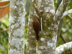 Lepidocolaptes lacrymiger