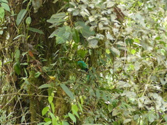 Pharomachrus auriceps