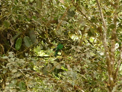 Pharomachrus auriceps