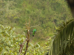 Pharomachrus auriceps