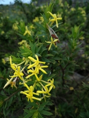 Lasiosiphon triplinervis