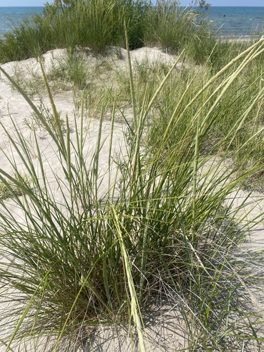 Ammophila breviligulata iNat (3)