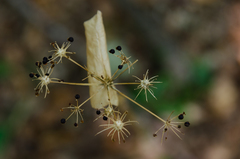Smyrnium perfoliatum