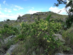 Lasiosiphon triplinervis