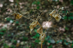 Smyrnium perfoliatum