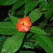 Palicourea tomentosa - Photo 由 Zoe Rutherford 所上傳的 (c) Zoe Rutherford，保留部份權利CC BY-NC