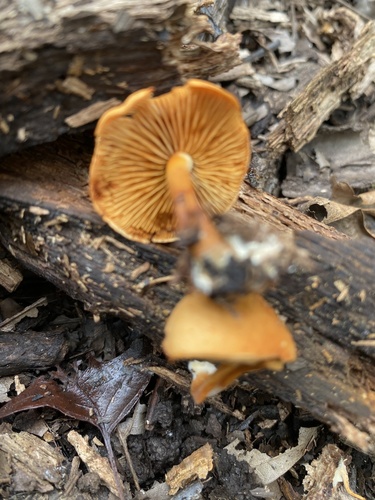 Gymnopilus