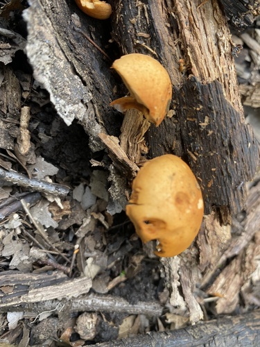 Gymnopilus (Photo 2 of 2)