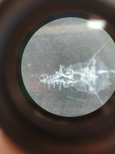 Representative image of Haloptilus