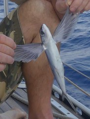 Atlantic Flyingfish photo 2