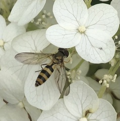 Meliscaeva cinctella image
