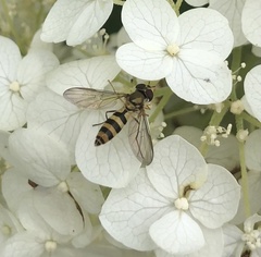 Meliscaeva cinctella image