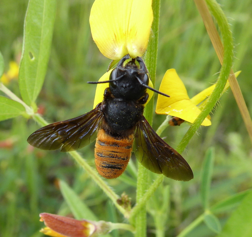 Dippy Dauber Bee