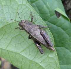 Eremidium denticercus