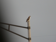 Buteo jamaicensis