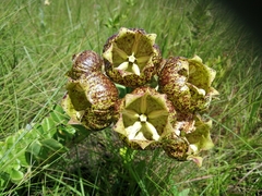 Pachycarpus grandiflorus