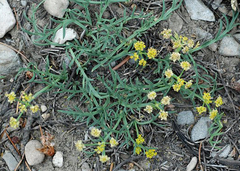 Lomatium graveolens alpinum
