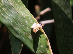 Odontoptilum angulata