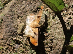 Odontoptilum angulata