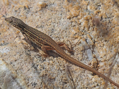 Pedioplanis lineoocellata