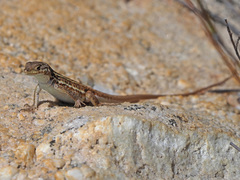 Pedioplanis lineoocellata