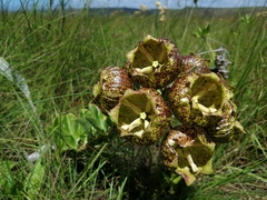 Pachycarpus grandiflorus