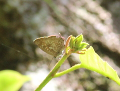Arhopala bazaloides